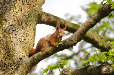 squirrel on a tree