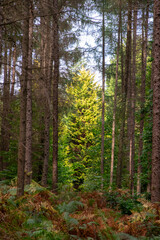 forest, tree, nature, trees, pine, wood, landscape, woods