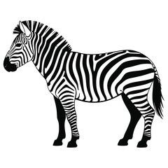 zebra vector illustration