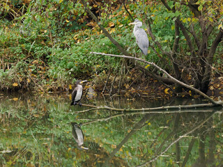 Graureiher mit Kormoran