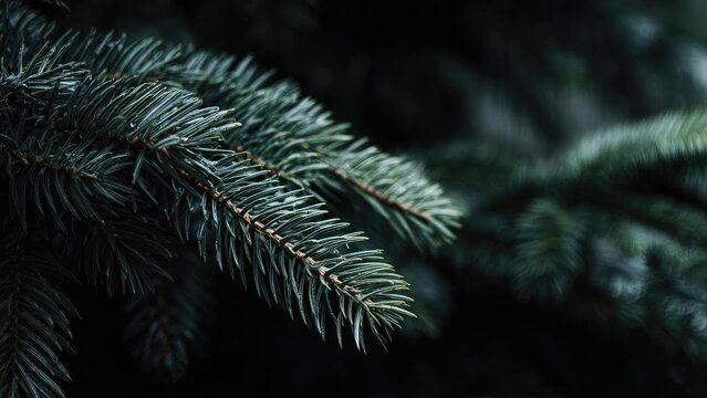 Close-up of a pine branch with blue-green needles against a dark background. Concept Pine Branch, Close-Up, Blue-Green Needles, Dark Background, Macro Nature - Powered by Adobe