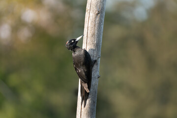 Schwarzspecht