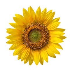 Obraz premium sunflower on white background