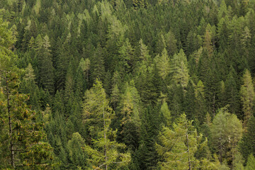 vista dettagliata di un bosco verde di abeti, in un ambiente naturale di montagna in Italia, di giorno