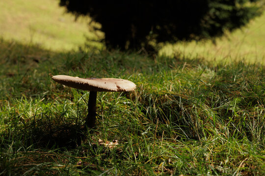 vista macro di un esemplare di fungo mazza di tamburo (Macrolepiota procera) visto di lato, in un ambiente naturale di montagna, di giorno, in autunno 