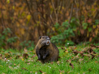 Nutria