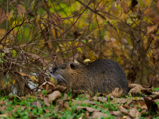 Nutria