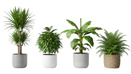 Fototapeta premium Variety of potted indoor plants including monstera bamboo and fern decorative home greenery isolated on transparent background