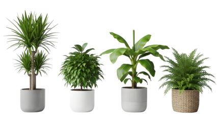 Variety of potted indoor plants including monstera bamboo and fern decorative home greenery isolated on transparent background