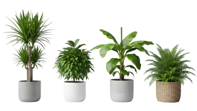 Variety of potted indoor plants including monstera bamboo and fern decorative home greenery isolated on transparent background - Powered by Adobe