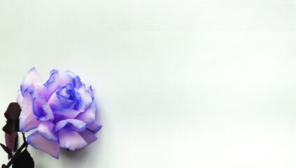 A large lilac rose on a white background with space for text. Background for congratulations, invitations.
