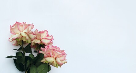 Festive bouquet with large pink roses on a white background with a place for text. Background for congratulations, invitations.