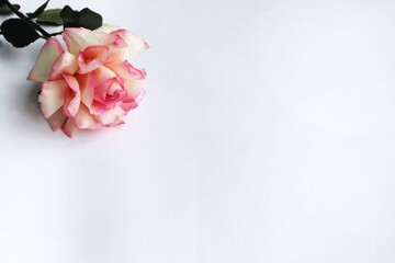 A large rose on a white background with space for text. Background for congratulations, invitations.