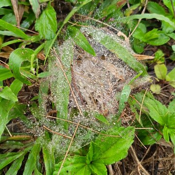 A dew-covered spider web glistens among green grass and leaves, its intricate sheet-like structure highlighted by morning moisture and natural light.