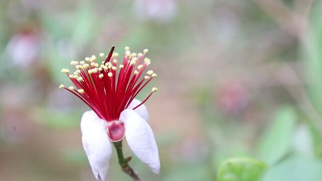 Flora of southern latitudes - brightly colored feijoa flower