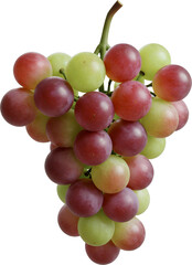 포도 과일 열매