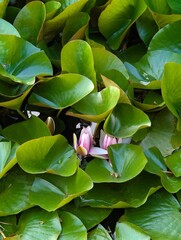 Pink lotus flower among green foxtails in daylight.