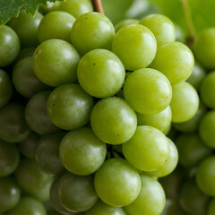 포도 과일 열매