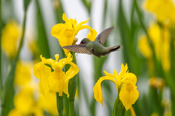 gilded sapphire (Hylocharis chrysura), or gilded hummingbird, feeding on a yellow iris (Iris pseudacorus) in Buenos Aires, Argentina