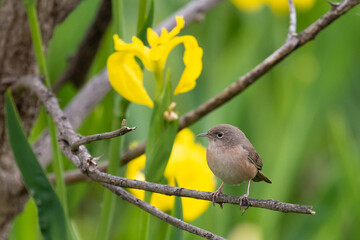 southern house wren (Troglodytes musculus) with yellow iris (Iris pseudacorus) in Buenos Aires, Argentina