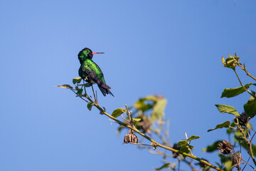 male glittering-bellied emerald (Chlorostilbon lucidus) perching