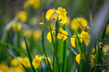 Iris pseudacorus, the yellow flag, yellow iris, or water flag