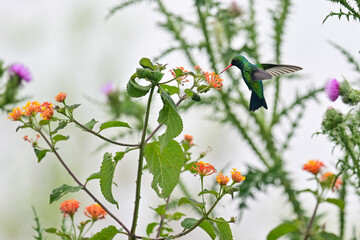male glittering-bellied emerald (Chlorostilbon lucidus) feeding on a Lantana camara (common lantana) plant