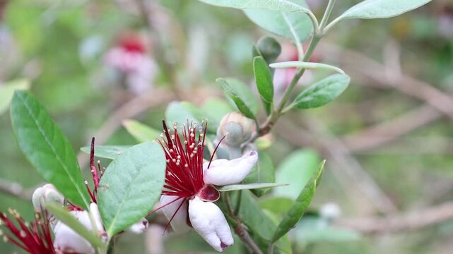 A close-up of a beautiful, fully opened feijoa flower with delicate petals and prominent stamens. Captures unique botanical beauty and spring bloom.