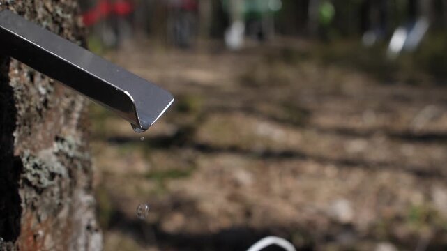 Maple sap dripping from metal spile tapped into tree bark on nature.