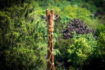 Fototapeta premium Close-up shoot of a giraffe's upper body at Opel Zoo in Frankfurt on a sunny day