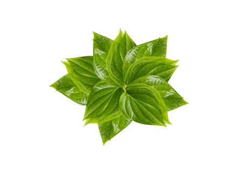 Piper betle or Betel leaf isolated on a white background