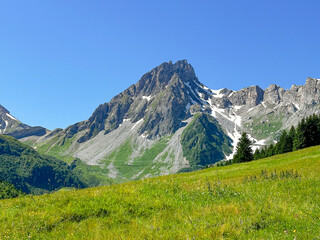 alpine meadow in France on a Sunny July Day 