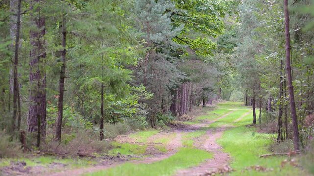 Forest alley lined with deciduous and coniferous trees with the sound of gunshots during the hunt. Sologne, Loiret 45, r&eacute;gion Centre Val de Loire, France, European Union, Europe