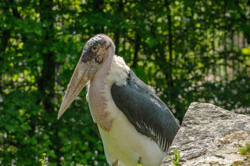 On a sunny day, a Marabou stork (Leptoptilos crumeniferus) stands behind a rock, gazing at the...