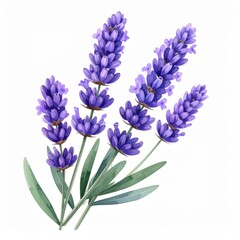 Fototapeta premium Close up of purple lavender flowers with green leaves on white background