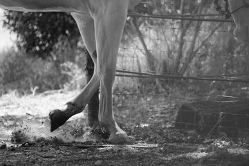 Horse leg pawing at the ground with foot, equine behavior concept in black and white closeup on farm.