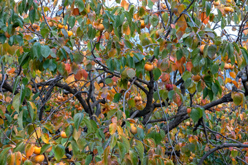 Persimmon tree loaded with ripe fruits in orchard.