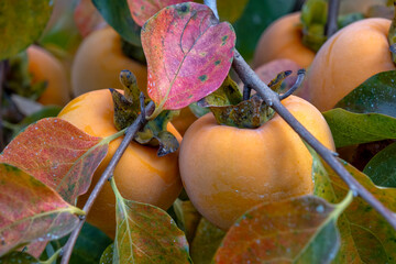 Close-up of ripe persimmons on tree branch.
