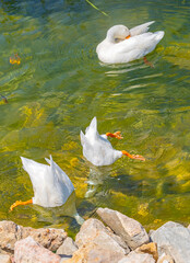 Beautiful white ducks dives upside down into the water