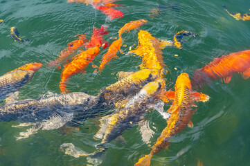 large multicolored fishes in pond