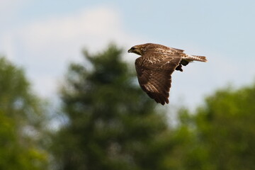 Mäusebussard im Flug bei der Jagd
