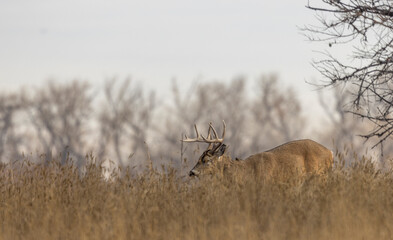 Buck Whitetail Deer During the Rut in Colorado in Autumn