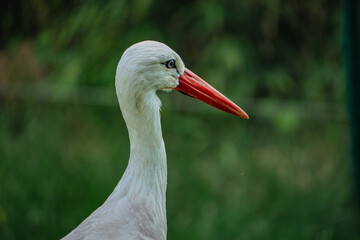 A close-up telephoto headshot of a white stork (Ciconia ciconia) with the grass in the background