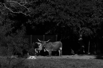 Texas longhorn cow standing in farm pasture field in black and white.