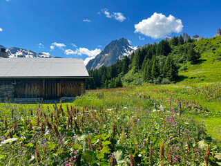 French Chalet and an alpine meadow in the Summertime 