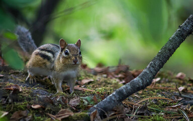 Curious Chipmunk Standing on Moss in a Forest
