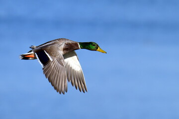   Stockenten Erpel im Flug   © Karin Jähne
