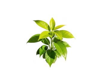 Vibrant green plant with water droplets isolated on transparent background