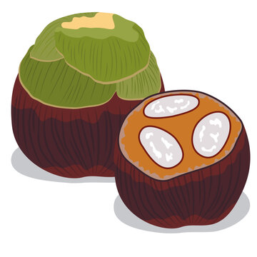 ice apple, Asian palmyra palm.