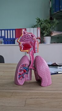 Educational model shows human respiratory system lung